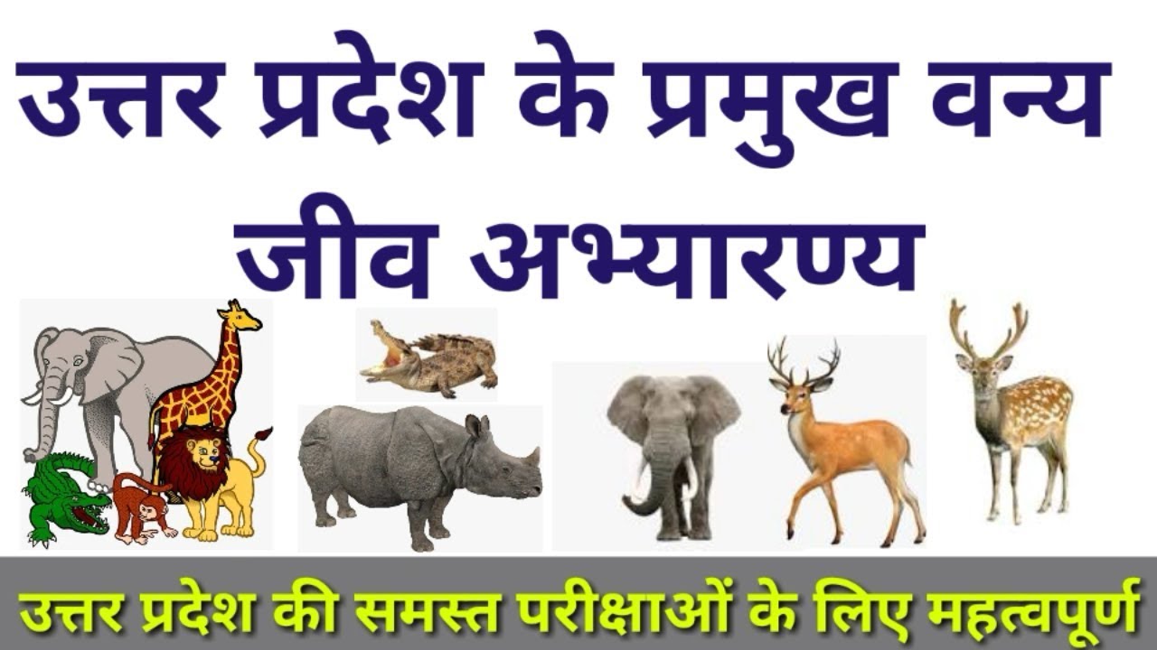 Major Wildlife Sanctuaries in Uttar Pradesh